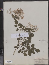 Thalictrum pubescens image