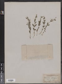 Moehringia lateriflora image