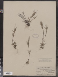 Dichanthelium sabulorum var. thinium image