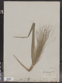 Panicum capillare image