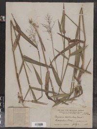 Image of Panicum decoloratum