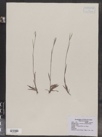 Dichanthelium dichotomum var. ensifolium image