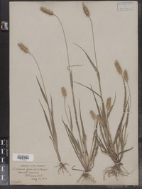 Setaria pumila ssp. pumila image