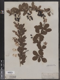 Berberis vulgaris image