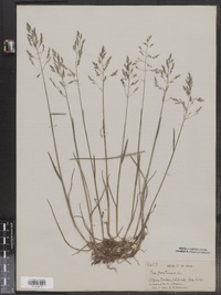 Poa pratensis image