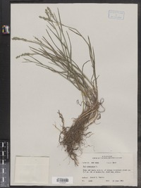 Poa compressa image