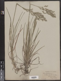 Poa pratensis image