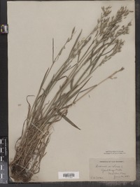 Bromus secalinus image