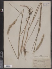 Elymus repens image