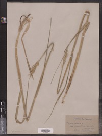 Leymus mollis ssp. mollis image