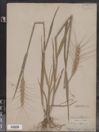 Triticum aestivum image