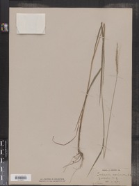 Elymus caninus image