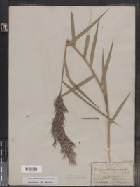 Phragmites australis image