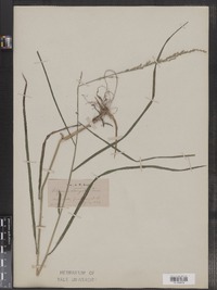 Image of Glyceria elongata