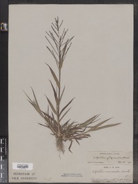 Leptochloa panicea ssp. brachiata image