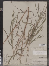 Image of Muhlenbergia frondosa f. commutata