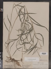 Muhlenbergia frondosa f. commutata image