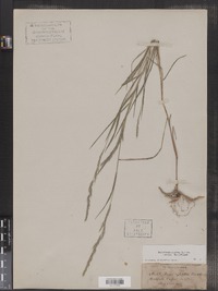 Muhlenbergia mexicana f. ambigua image