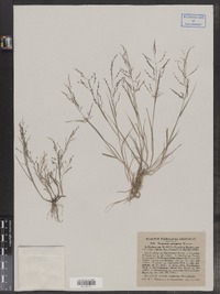Eragrostis peregrina image