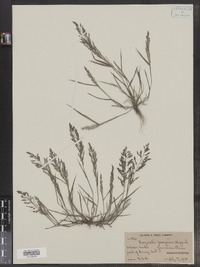 Eragrostis peregrina image