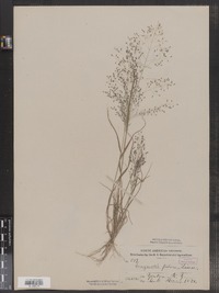 Eragrostis pilosa image