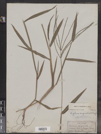 Digitaria sanguinalis image