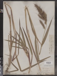 Echinochloa walteri image