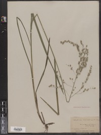Glyceria canadensis image