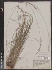 Schizachne purpurascens image