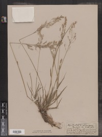 Agrostis alba image