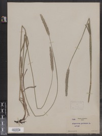 Alopecurus pratensis image