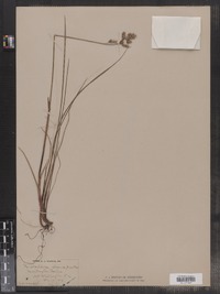 Image of Anthoxanthum alpinum