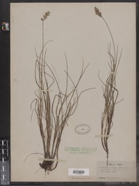 Anthoxanthum alpinum image