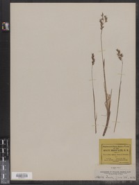 Anthoxanthum alpinum image