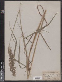 Calamagrostis canadensis image