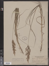 Calamagrostis canadensis image