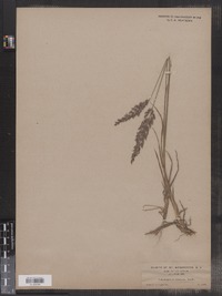 Calamagrostis pickeringii image