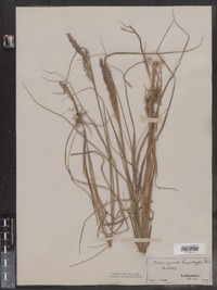 Calamagrostis canadensis image