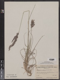 Calamagrostis stricta ssp. inexpansa image