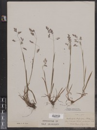 Vahlodea atropurpurea image