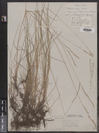 Festuca rubra image