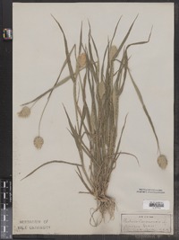 Phalaris canariensis image