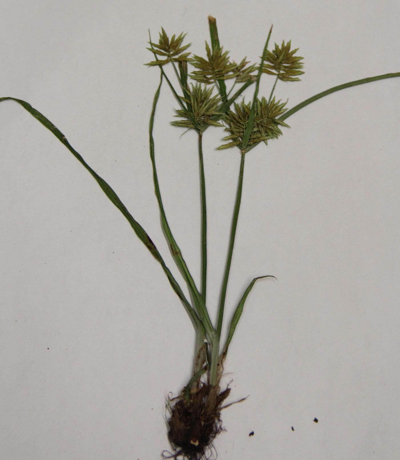 Cyperus esculentus image