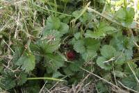 Fragaria virginiana image