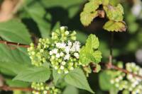 Ageratina altissima image