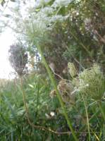 Daucus carota image