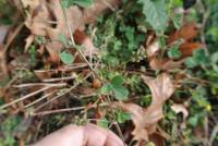 Medicago lupulina image