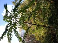 Ailanthus altissima image