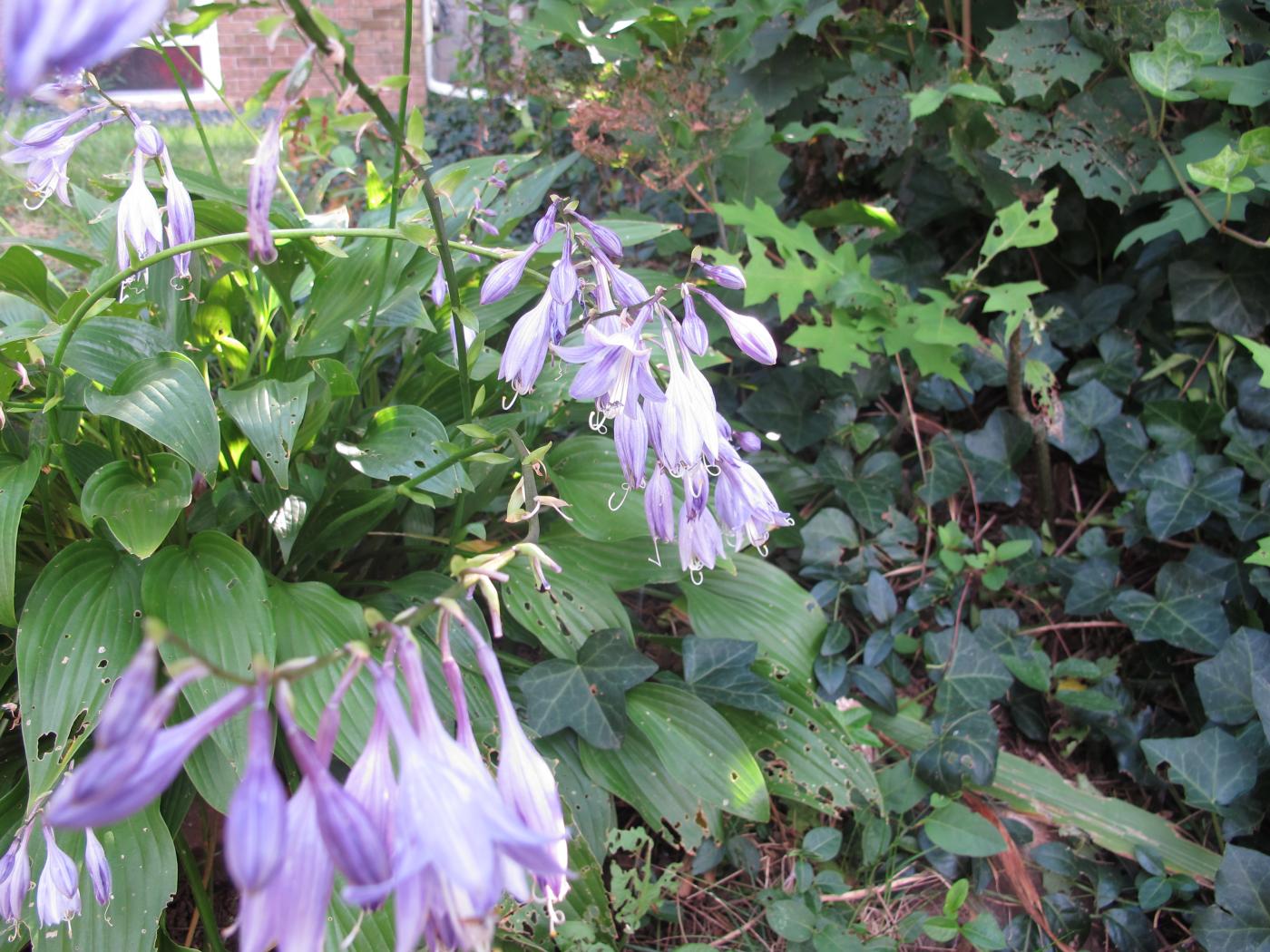 Hosta plantaginea image