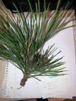 Pinus strobus image